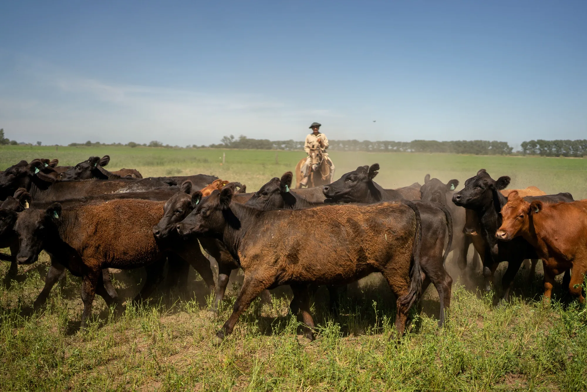 Un gaucho reúne ganado en un rancho de Rosario, Argentina.