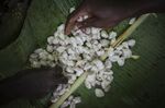 Workers demonstrate the fermentation of cocoa seeds on a cocoa plantation in Agboville, Ivory Coast.
