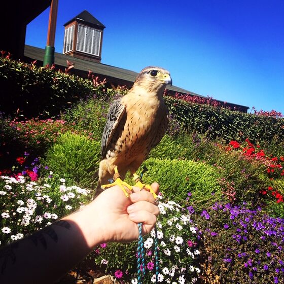 Organic Winemaking Is a Zoo With Armadillos, Falcons, and Pigs