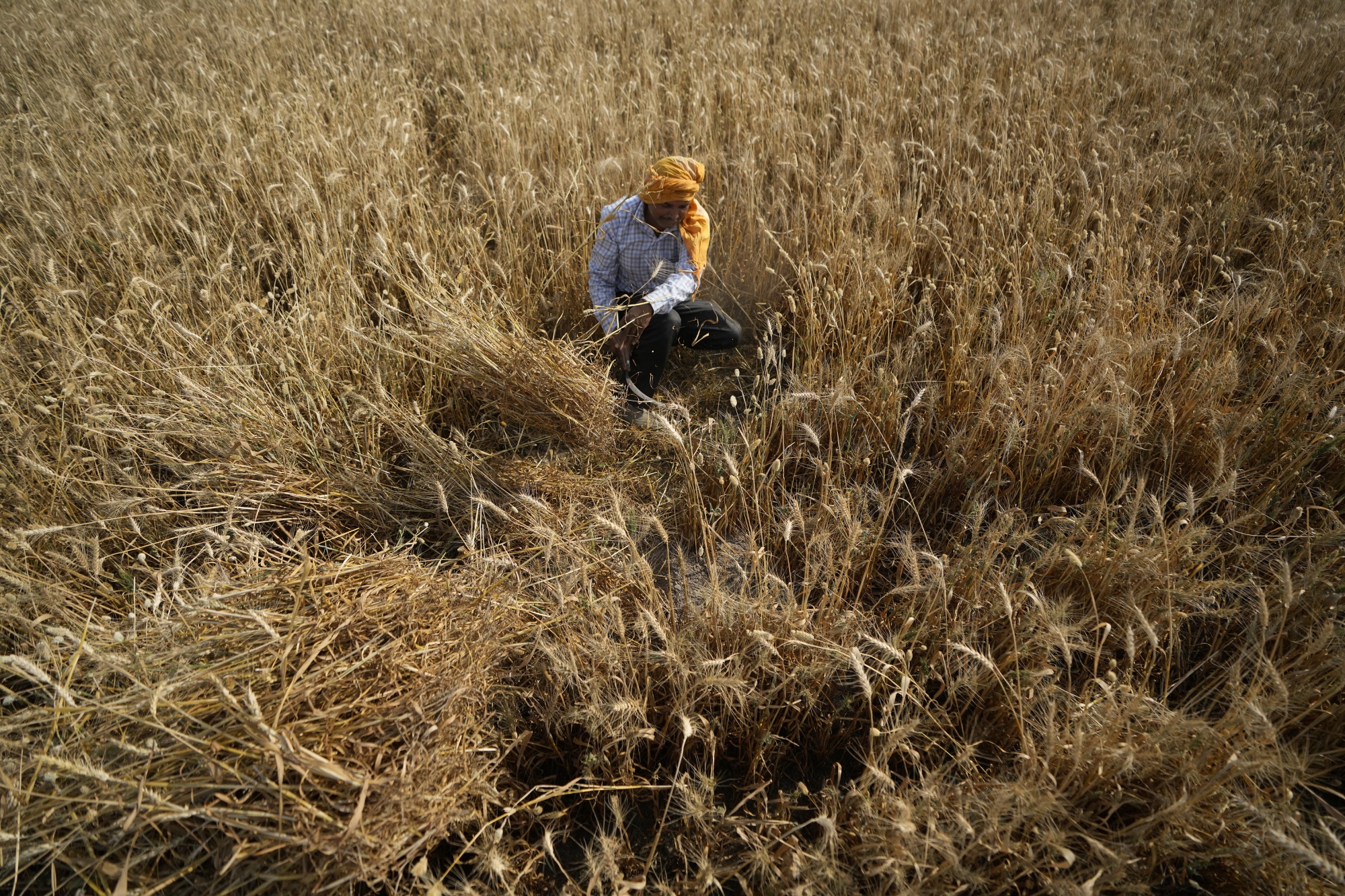 King Arthur Baking Company debuts flour from regeneratively grown wheat