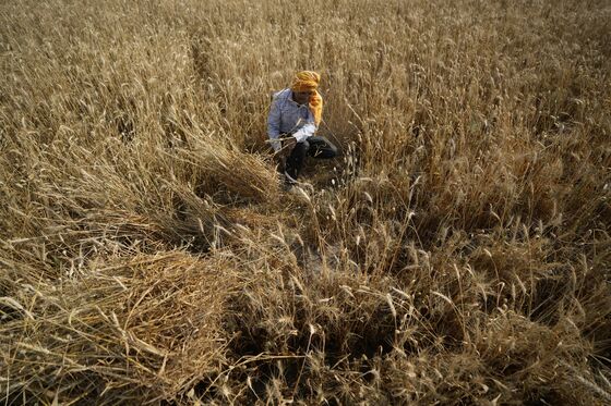 Heat to Scorch India’s Wheat Supplies, Adding Food-Shortage Worries to World