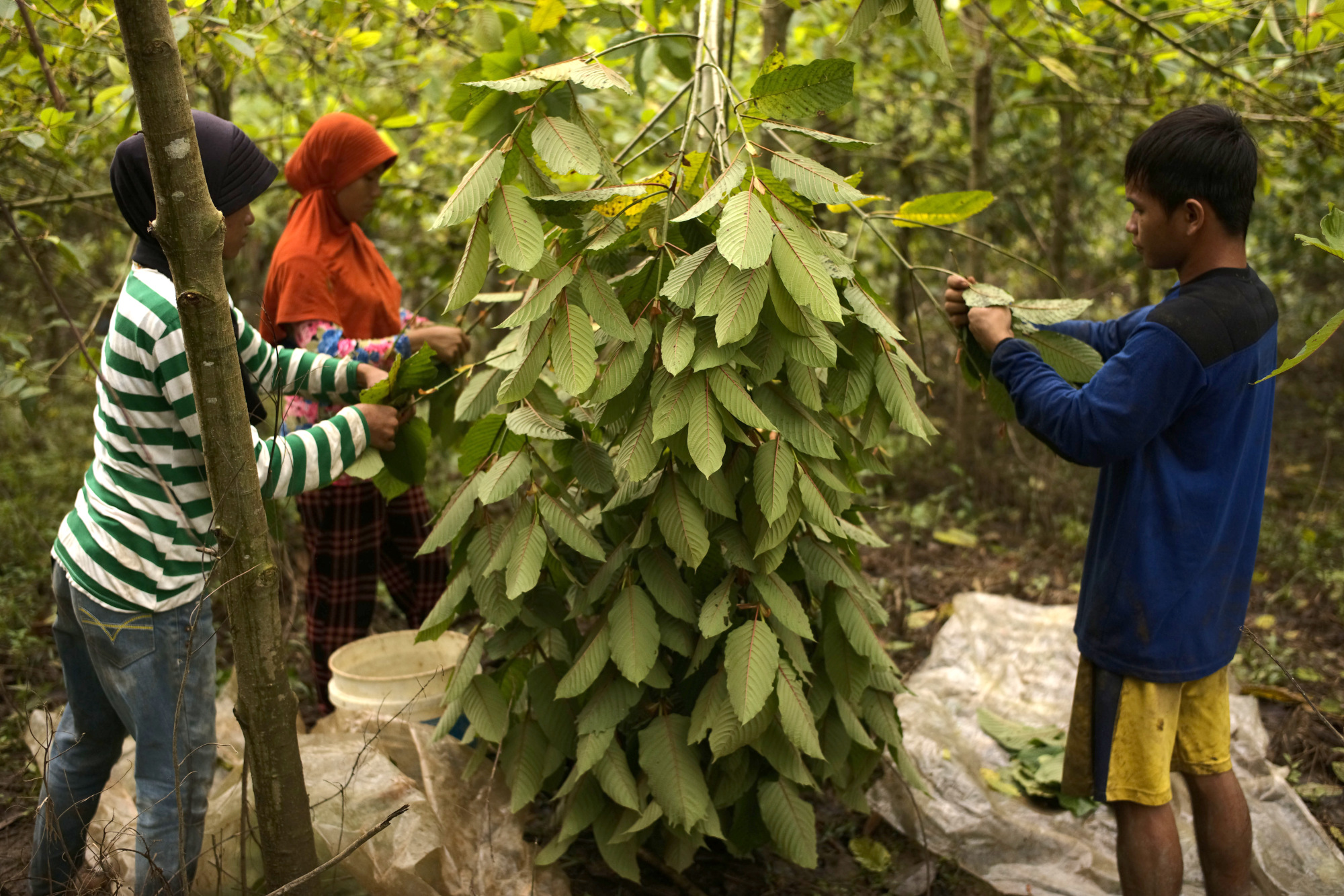 Kratom leaf Thailand