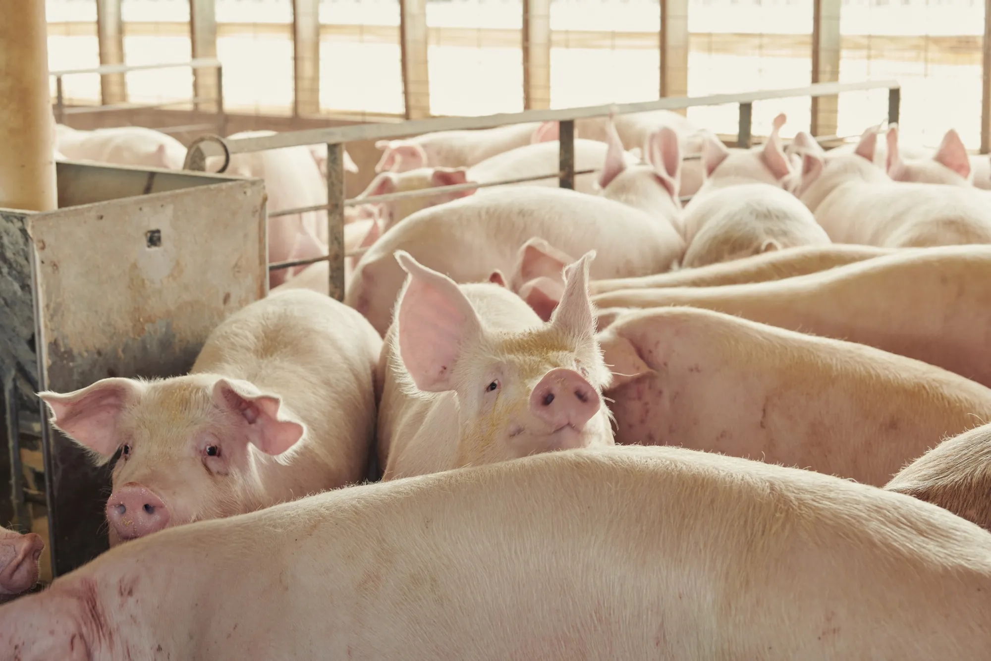 Cancer-Causing Pig Drug Stays On the Market Despite FDA Warnings - Bloomberg