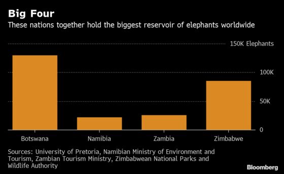 Botswana Wants Angola’s Exiled Elephants to Return Home