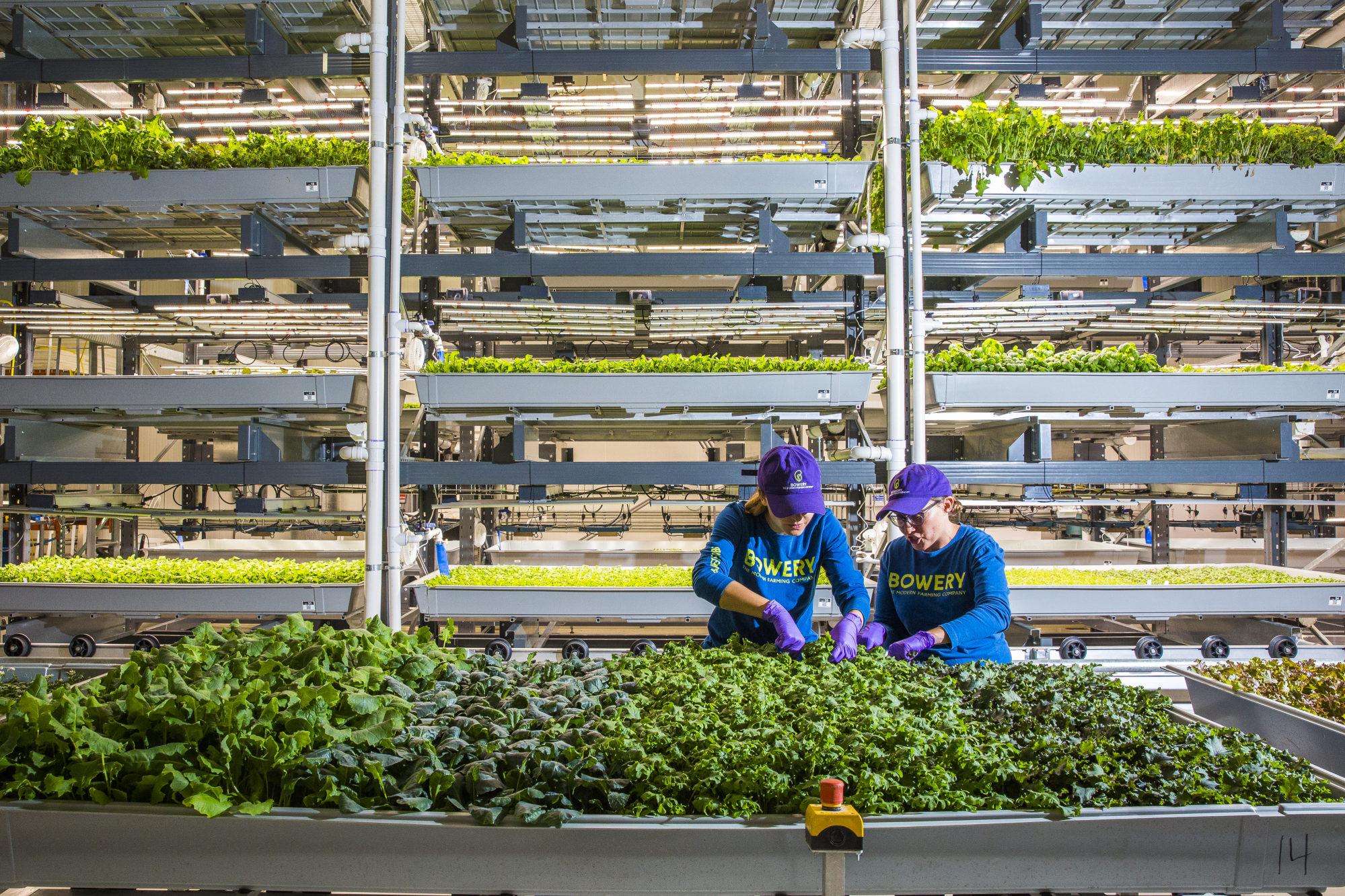 Farmers work at the Bowery Farming Inc. indoor farm in Kearny, New Jersey.