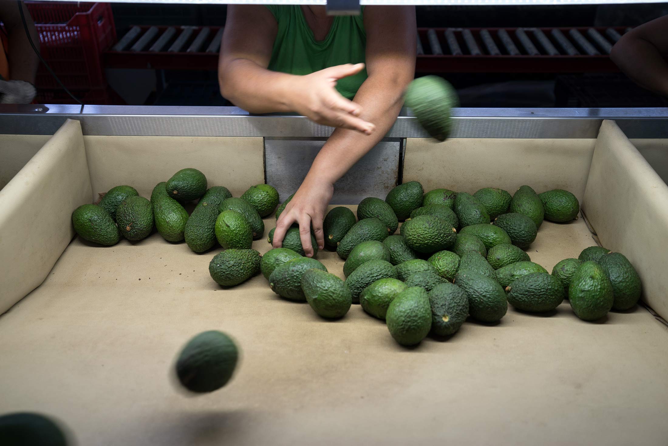 A worker sorts avocados separated by weight from a conveyor belt at a packing facility in Nayarit, Mexico, on Nov. 4, 2016.
