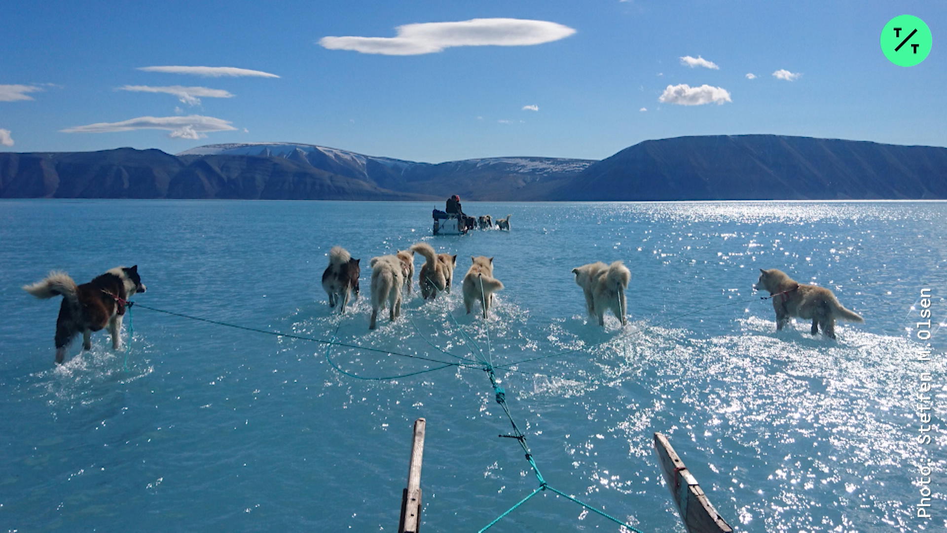 Watch Are These Dogs Walking on Water? Bloomberg