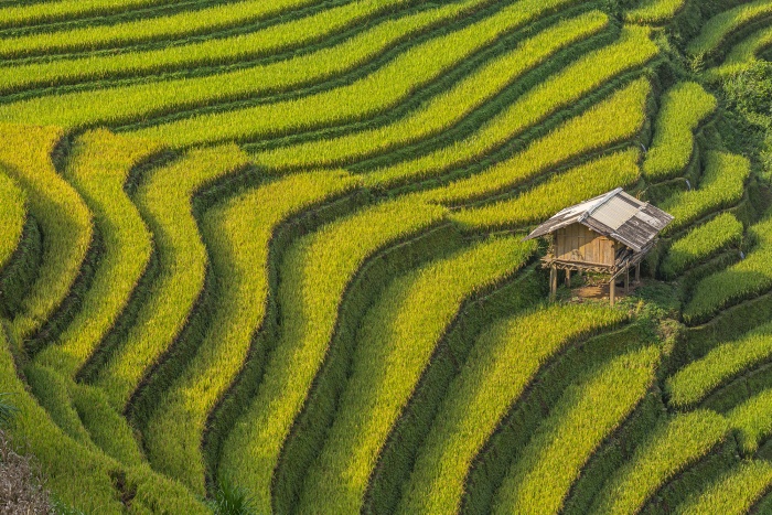 Terraced rice fields in Mu Cang Chai, near Sapa, Northern Vietnam.