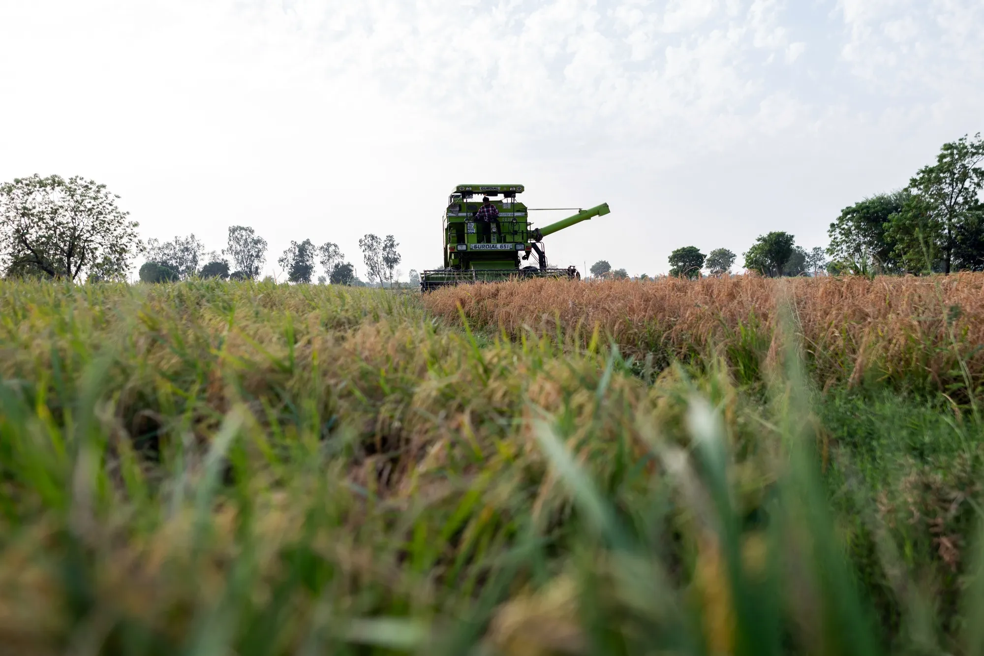 A combine harvester in a rice paddy field during harvesting in Narvana, Haryana, India.