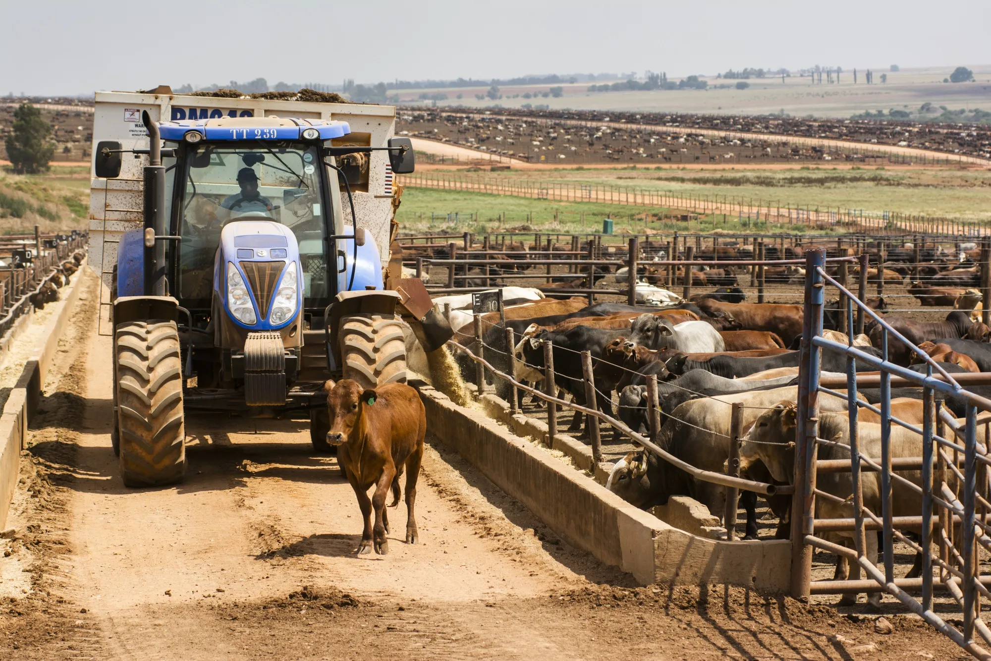 A worker drives a cow into a pen at a farm outside Johannesburg, South Africa.