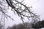Ice coats tree branches in Dallas, on Feb. 3.