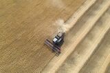 Harvesting wheat with combine harvesters in the Orenburg region, Russia