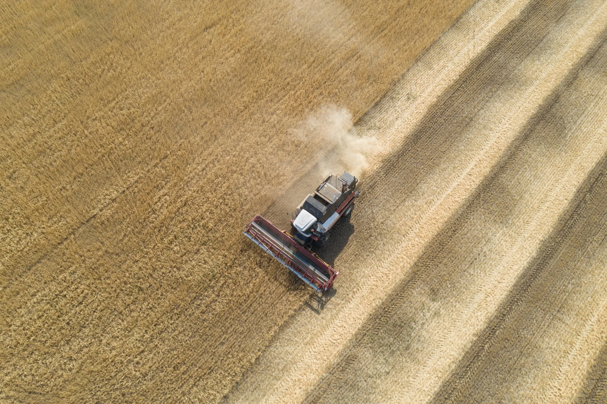 Harvesting Russian wheat.