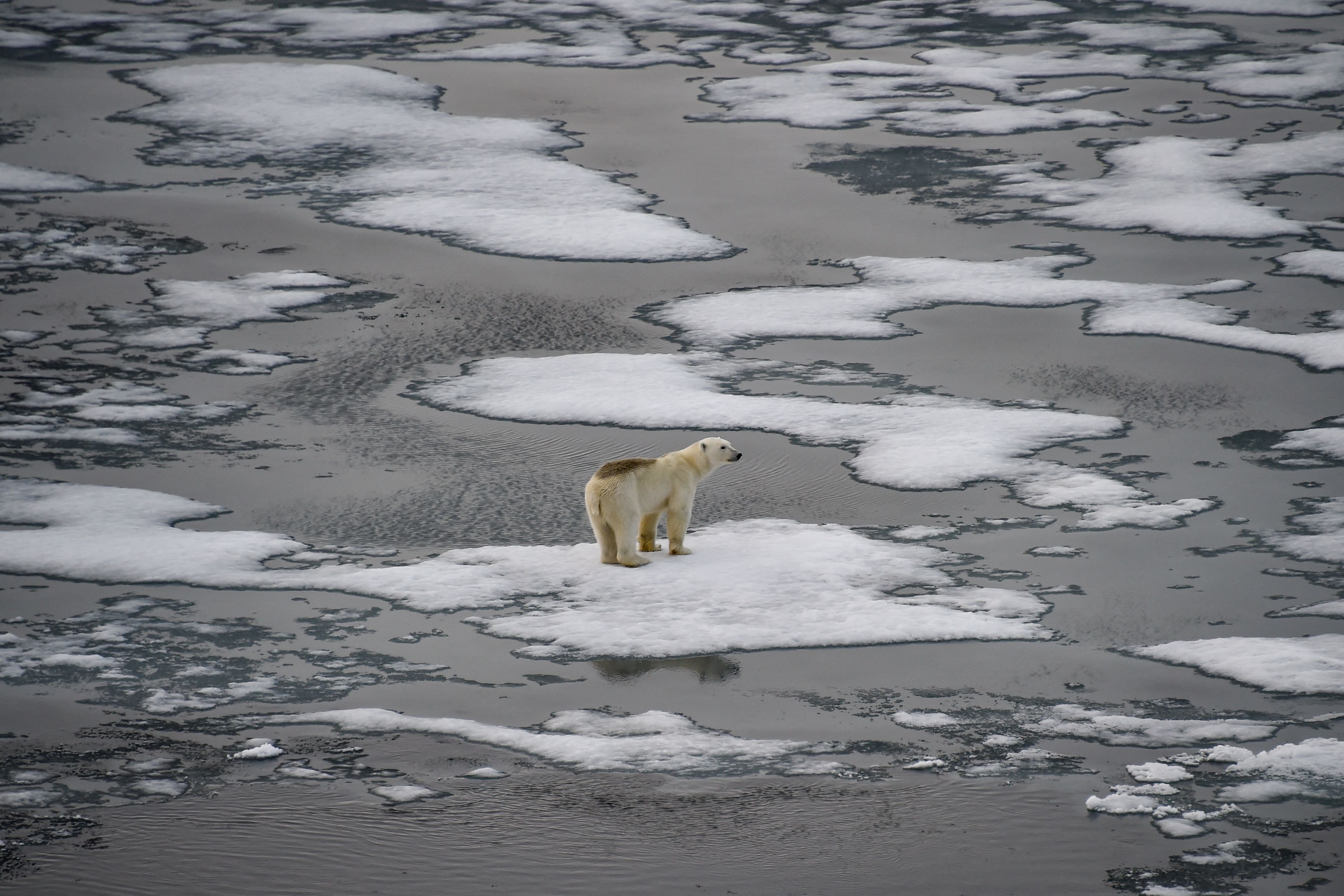 Recent collar camera footage shows that polar bears are starving