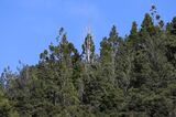 Kauri Forests In Danger As Dieback Spreads Through Waitakere Ranges Regional Park