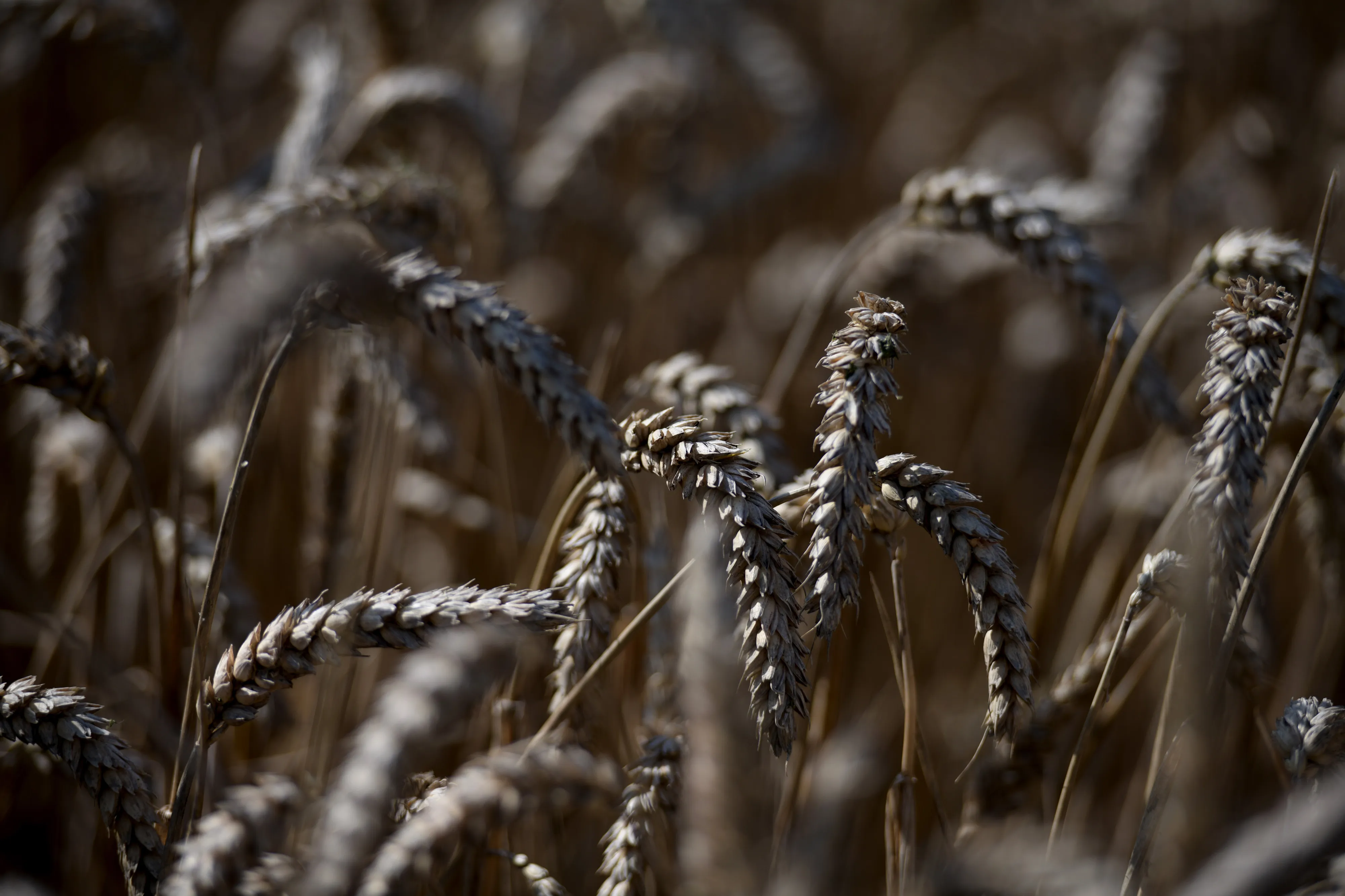 Wheat Harvest With Food Supplies Slammed by Weather 