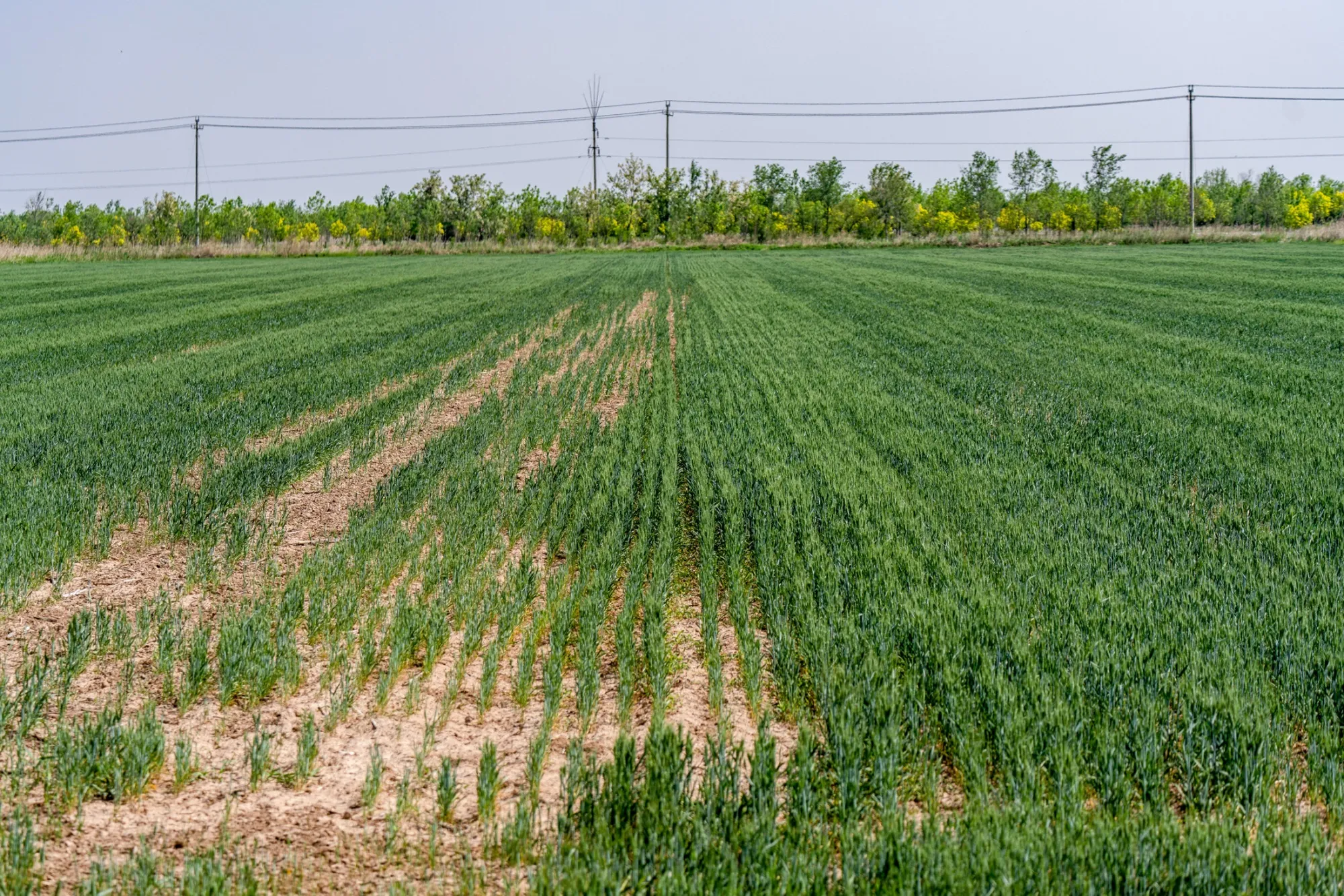 A pioneering method&nbsp;allowed the formerly salty land to boast knee-high rows of wheat in&nbsp;Nanliuhe village in Shandong in May.