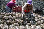 Farmers load harvested pineapples onto a truck at a plantation in Nantou County, Taiwan, earlier in March.