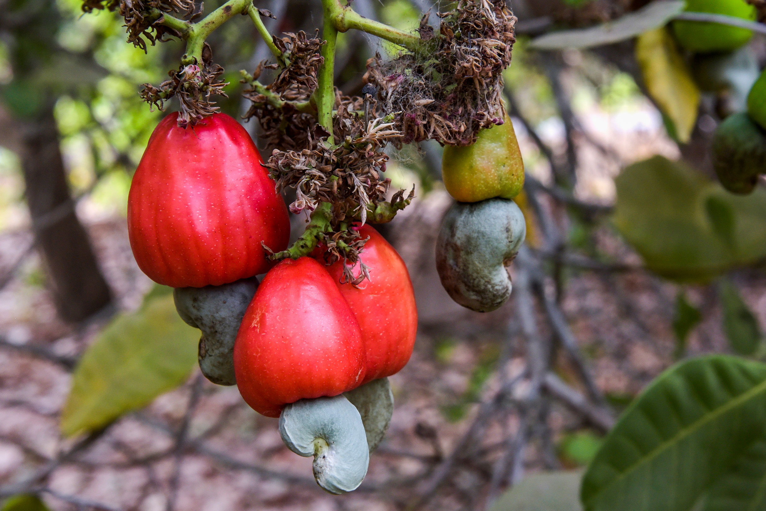 cashew trading