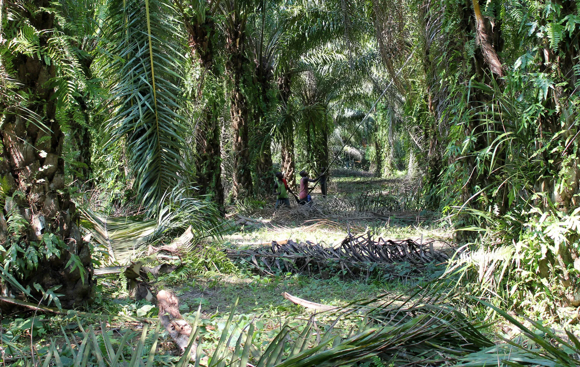 Workers harvest fruit from palm trees on Feronia Inc.’s Lokutu plantation.