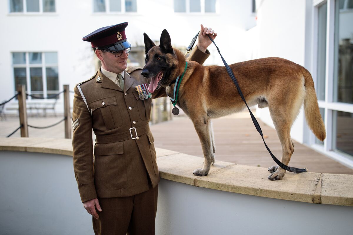 1200px x 800px - Military Dog Wins British Prize for Valor Under Fire - Bloomberg