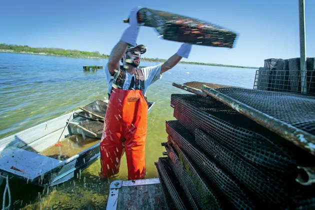 Jules Opton-Himmel, a founder of Walrus and Carpenter Oysters, tends his crop in Rhode Island's Ninigret Pond. The Yale grad expects to gross $200,000 this year from his three-acre plot