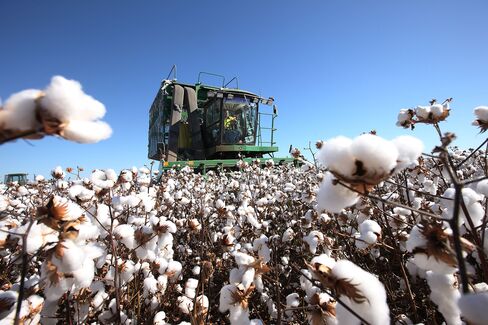 Cotton production probably will tumble 35 percent in the next season to the lowest on record