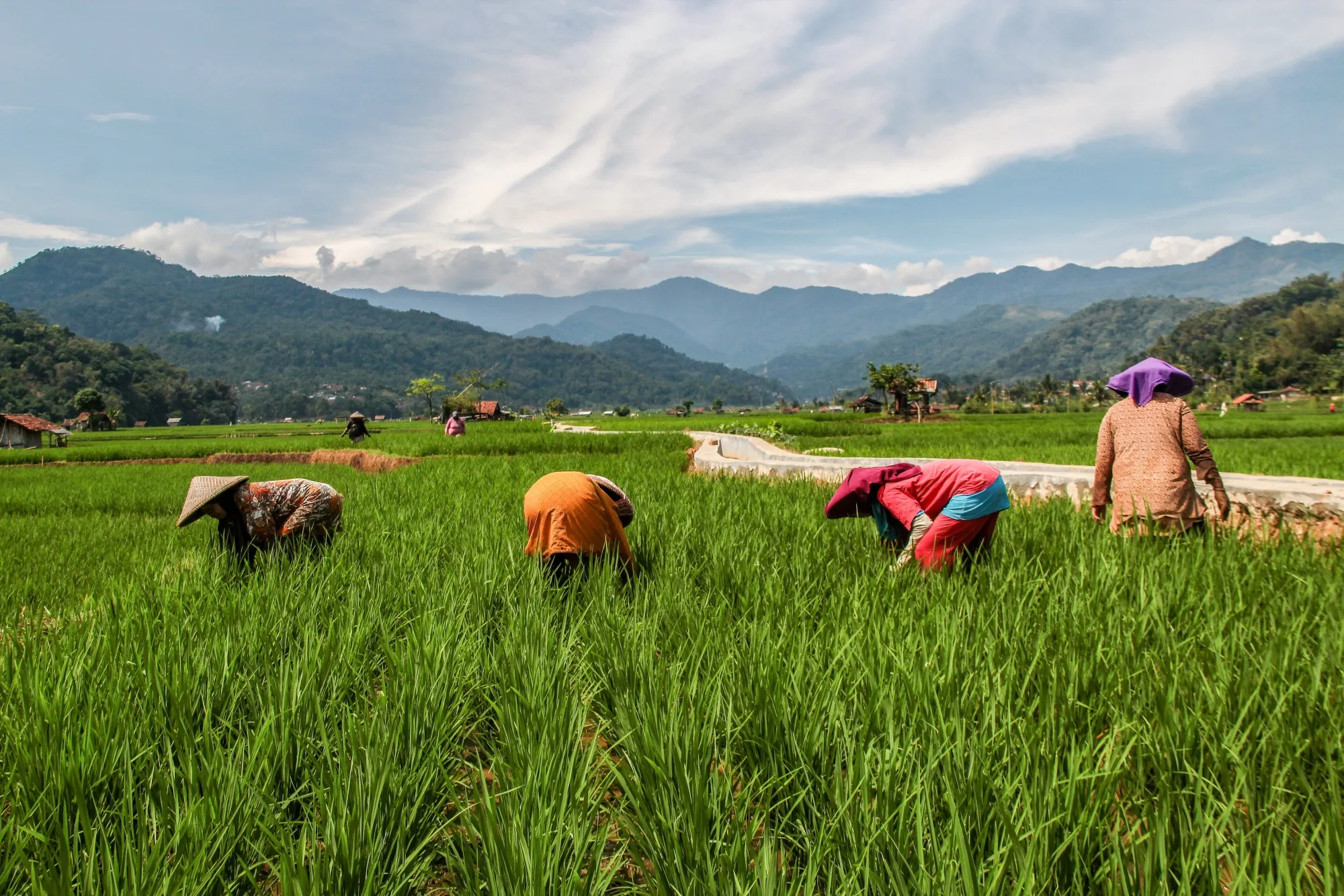 Women farmers seen working at Paddy Field in Gunasari