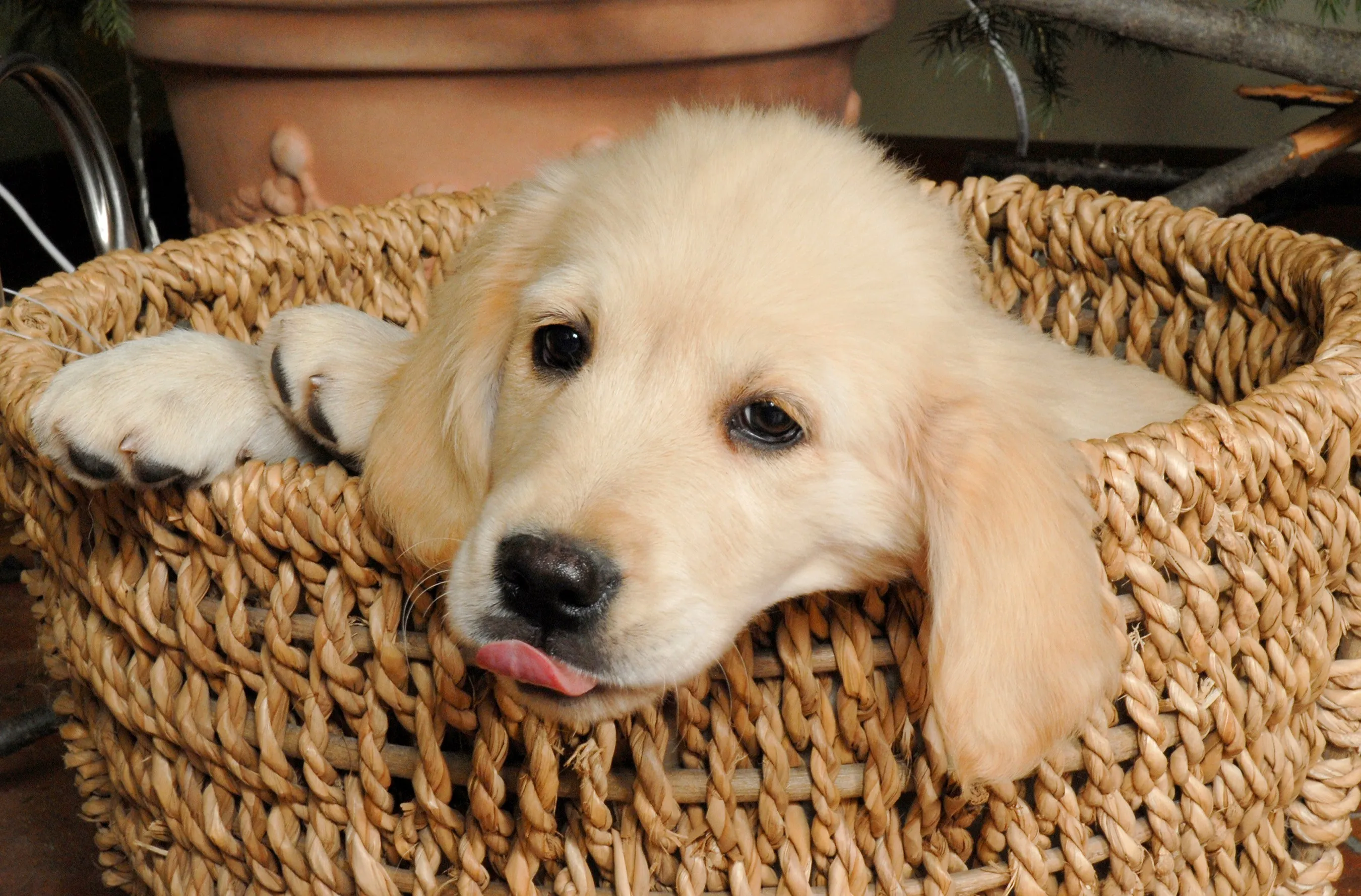 Dechra is best known for making drugs for pets such as dogs, cats and rabbits