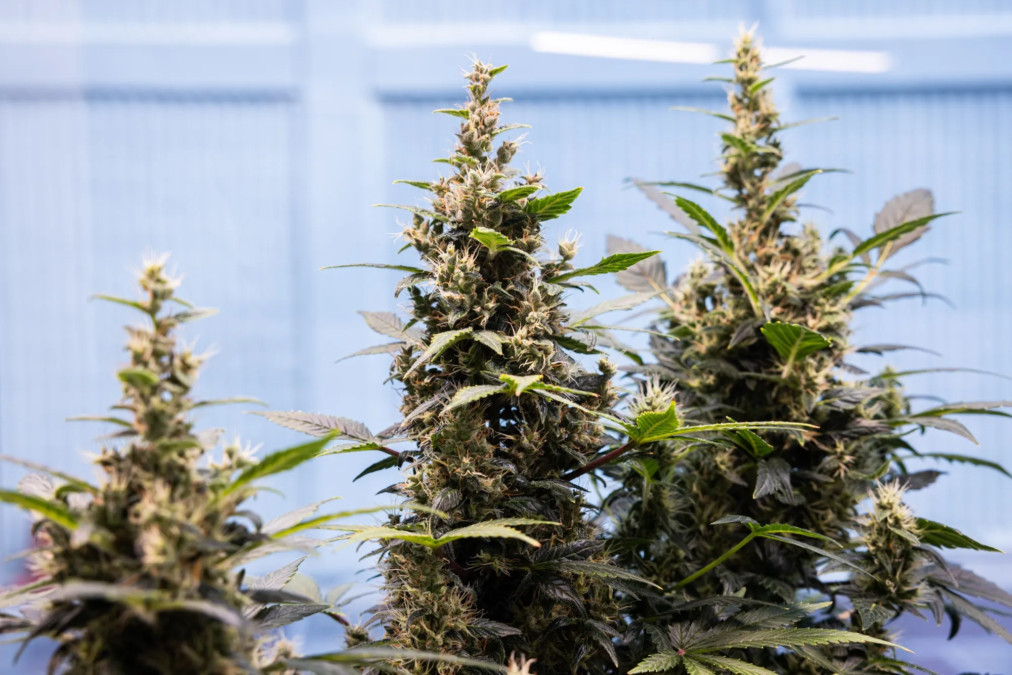 Thailand's Cannabis Industry Clouded as Legal Threats Emerge