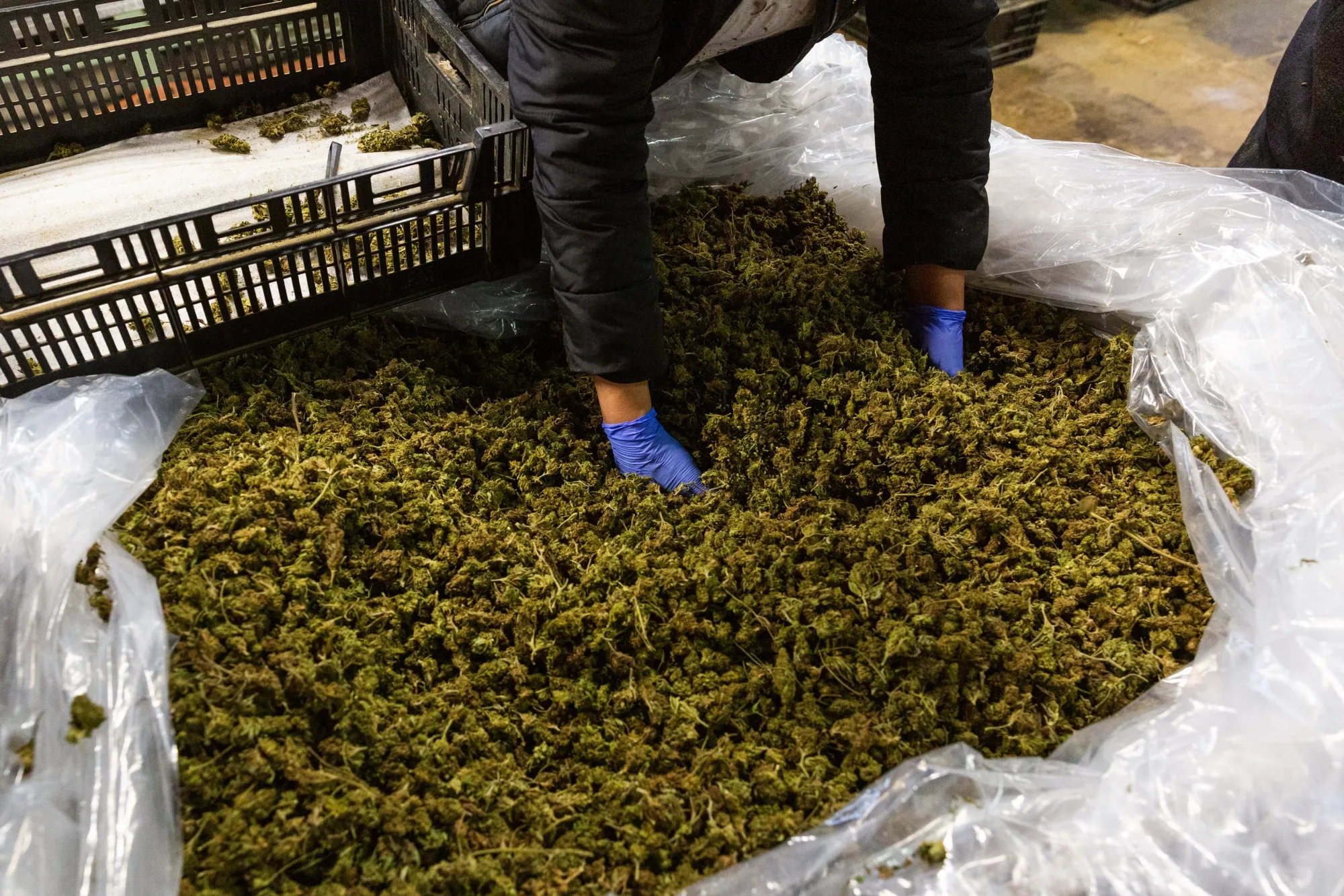 A worker gathers hemp flowers for processing at a New York farm.