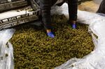 A worker gathers hemp flowers for processing at a New York farm.
