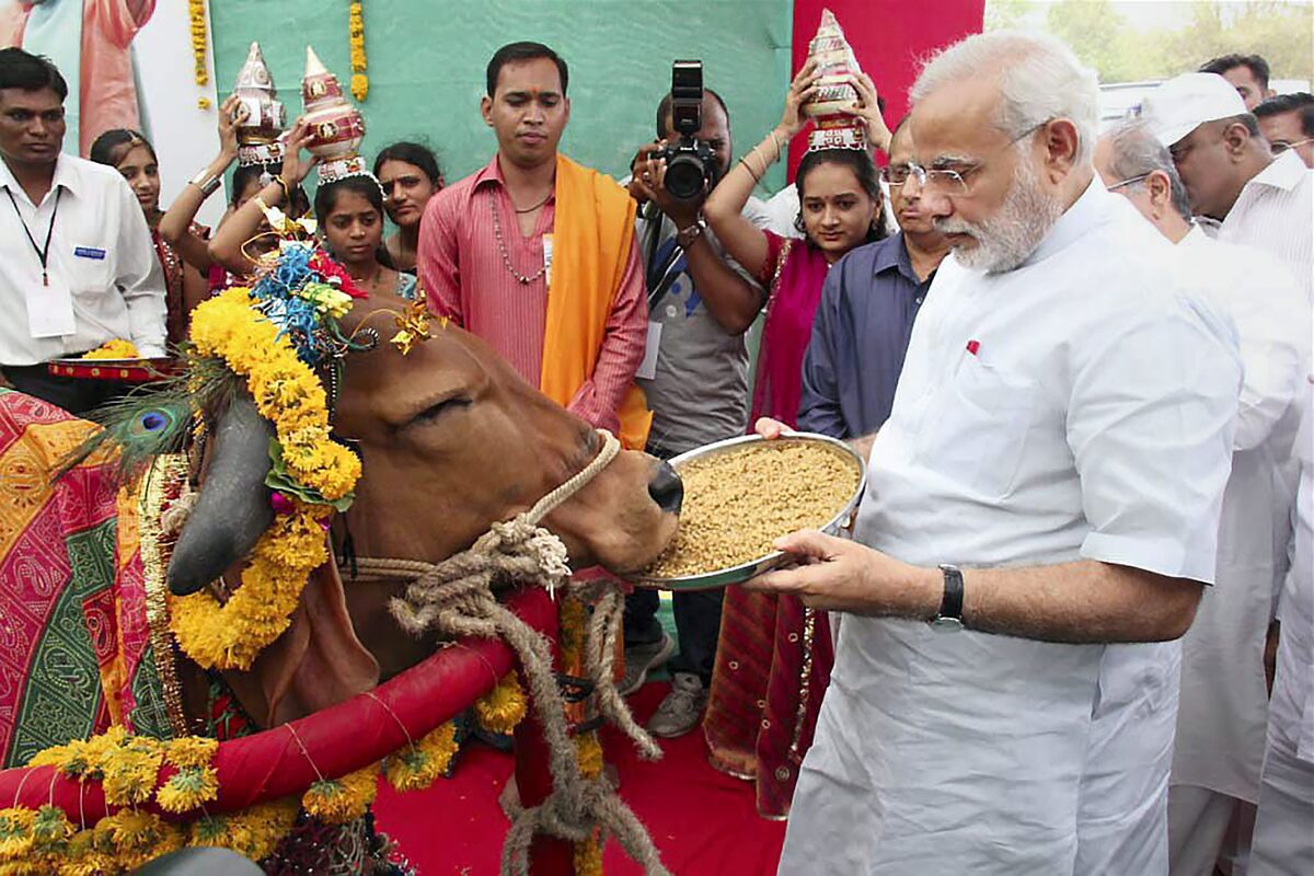 Image result for hindu sacredcow