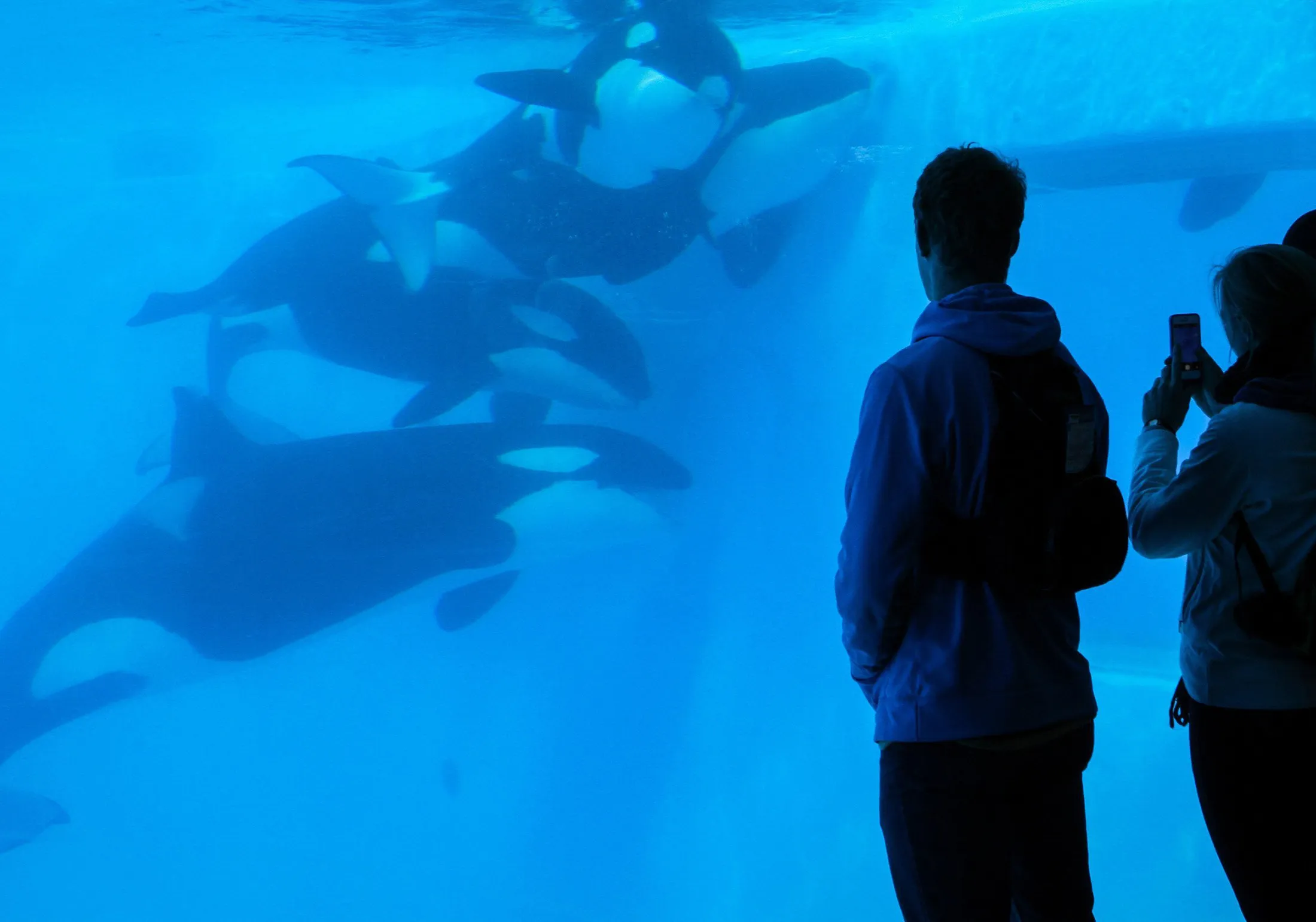 Patrons watch Orcas from the underwater viewing area at the Shamu Up Close attraction at Sea World in Orlando, Florida, on Jan. 7, 2014.
