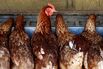 Egg and Pork Farming at the Taluca Park Free-Range Farm 