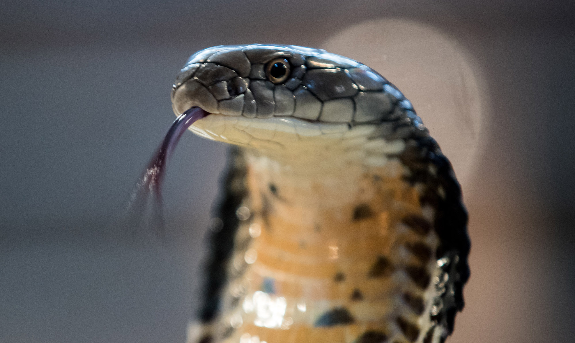 konings cobra - Google zoeken  King cobra snake, Scary snakes, Scary  animals