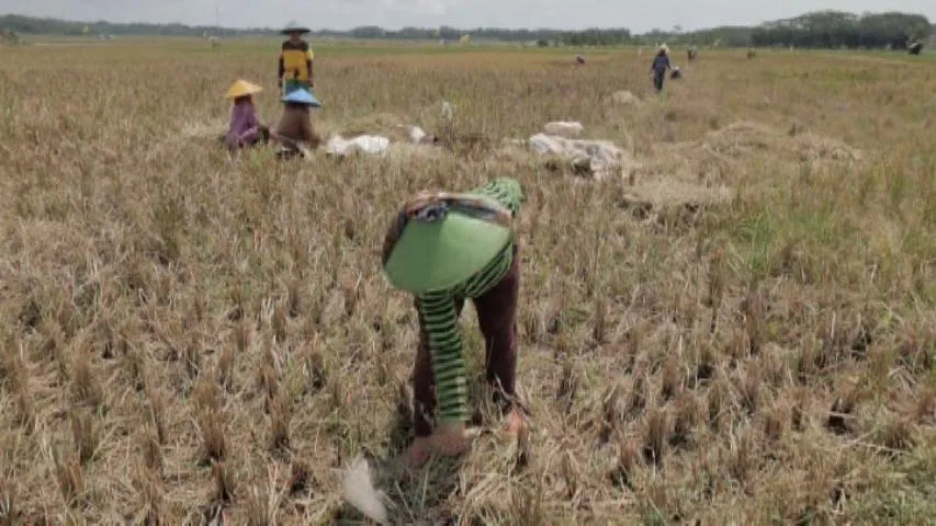 Indonesia's Electricity Project Faces Farmer Contentions
