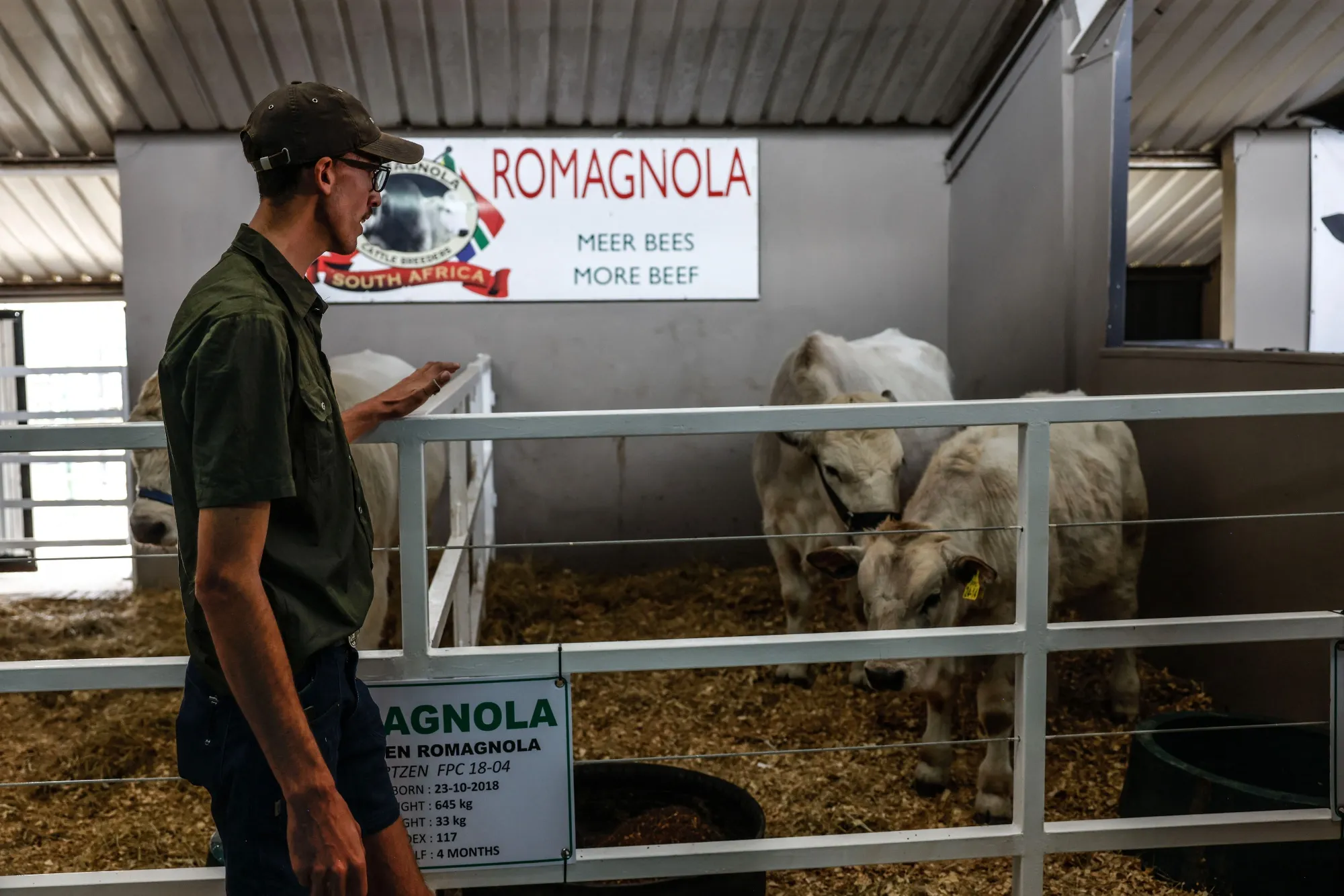 A cattle pen at the Nampo agricultural trade fair in 2025.