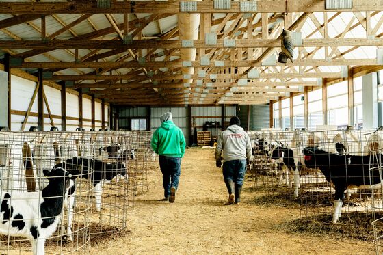 The Dairy Farm of Your Imagination Is Disappearing