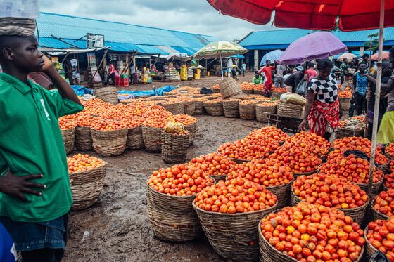 Billionaire Dangote Can’t Get Enough Tomatoes to Run Plant Profitably