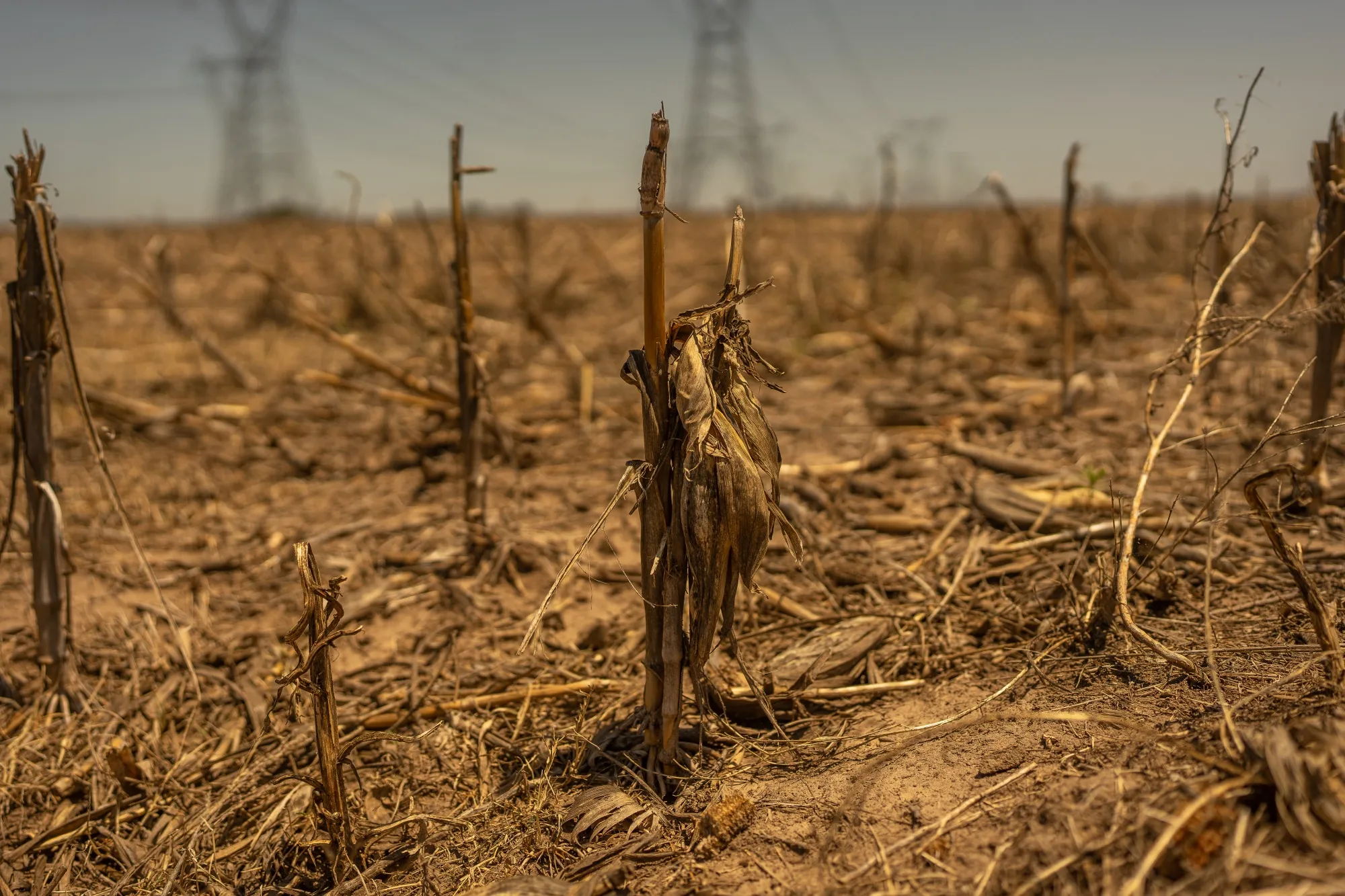 A drought-affected corn field in the Argentinian of Serodino in November&nbsp;2023.&nbsp;