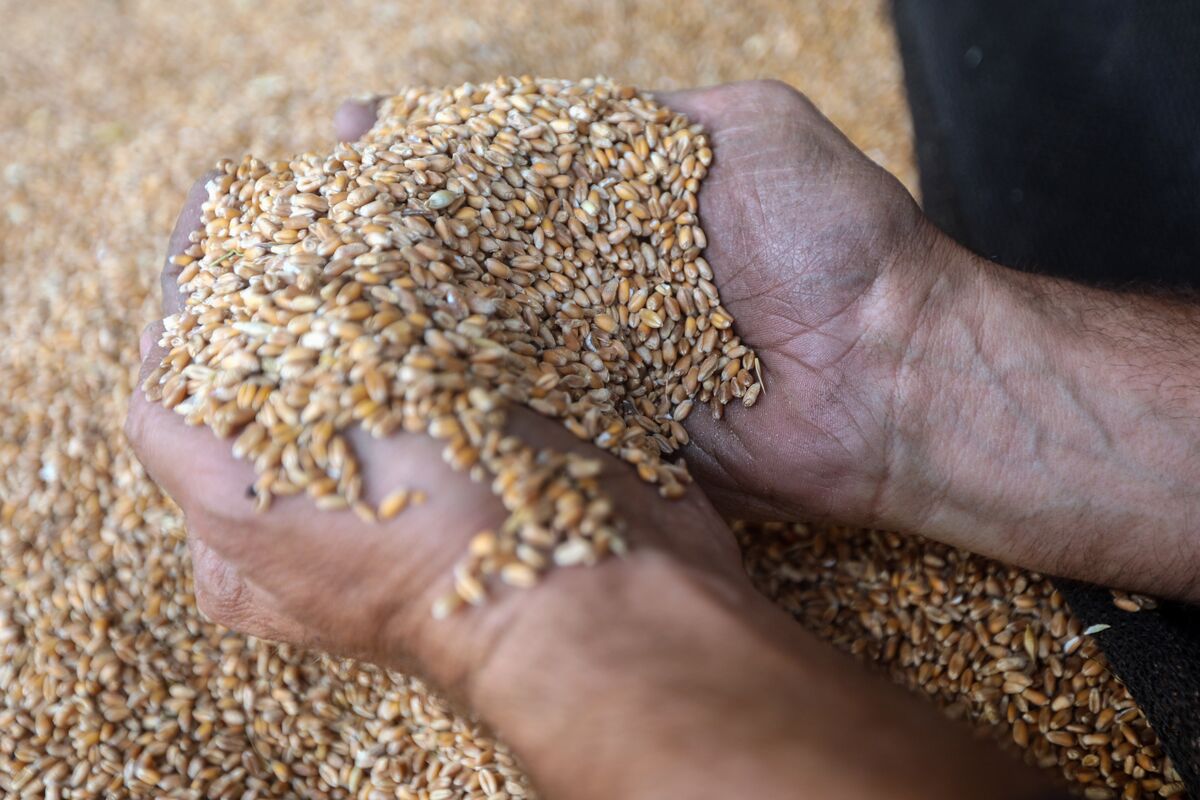 Grain Trade Re-Invented: global Agri-Tech provider Agro.Club enters Brazil