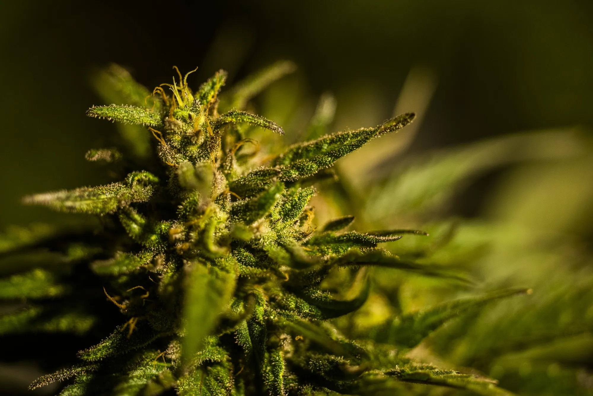A Tiny African Kingdom Wants to Export Its Cannabis to the World