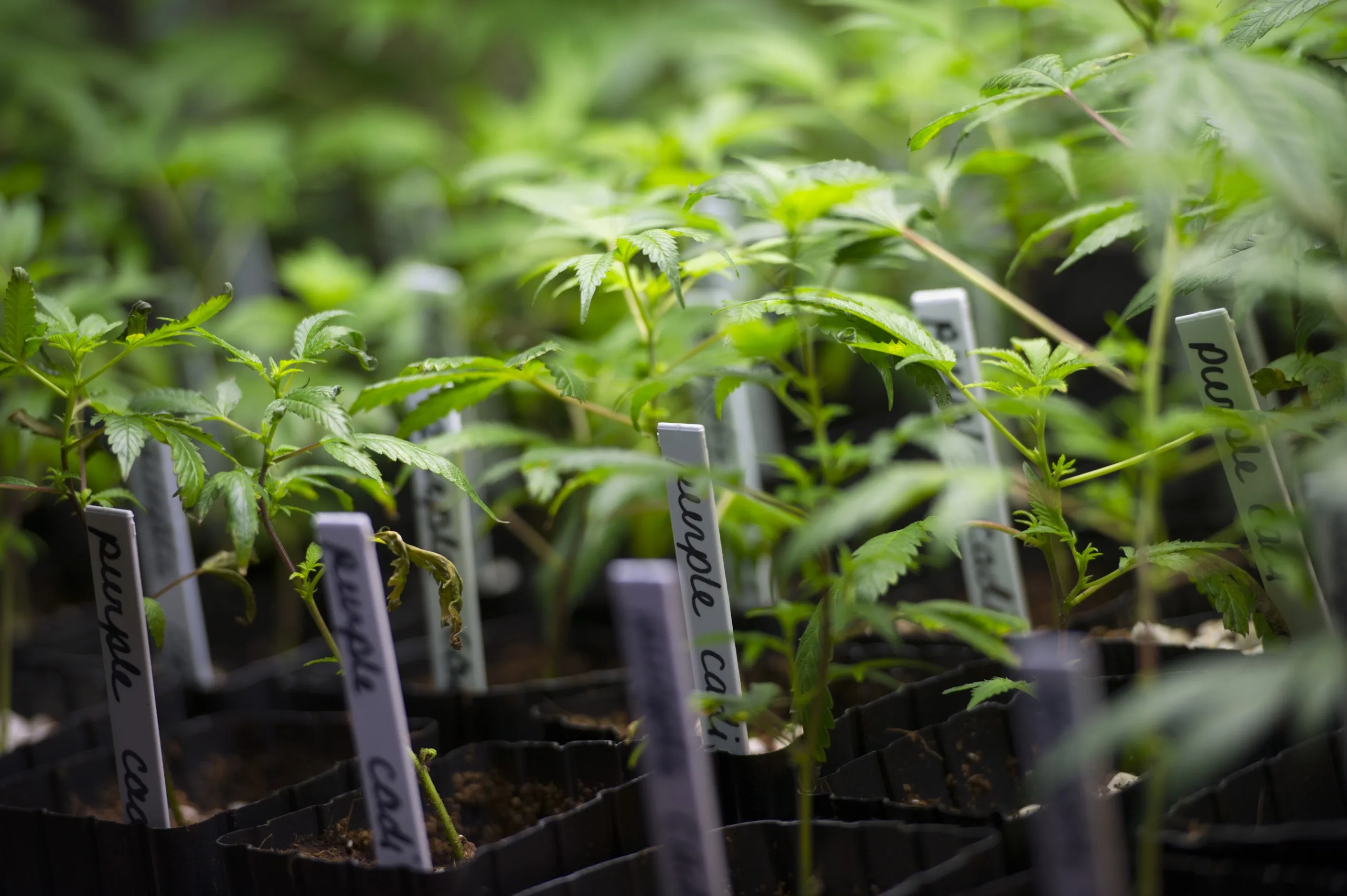 San Jose Pot Shops Use IPads to Lure Silicon Valley Techies
