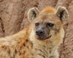 Kibo, one of two of the zoo's hyenas that has tested positive for the coronavirus. 