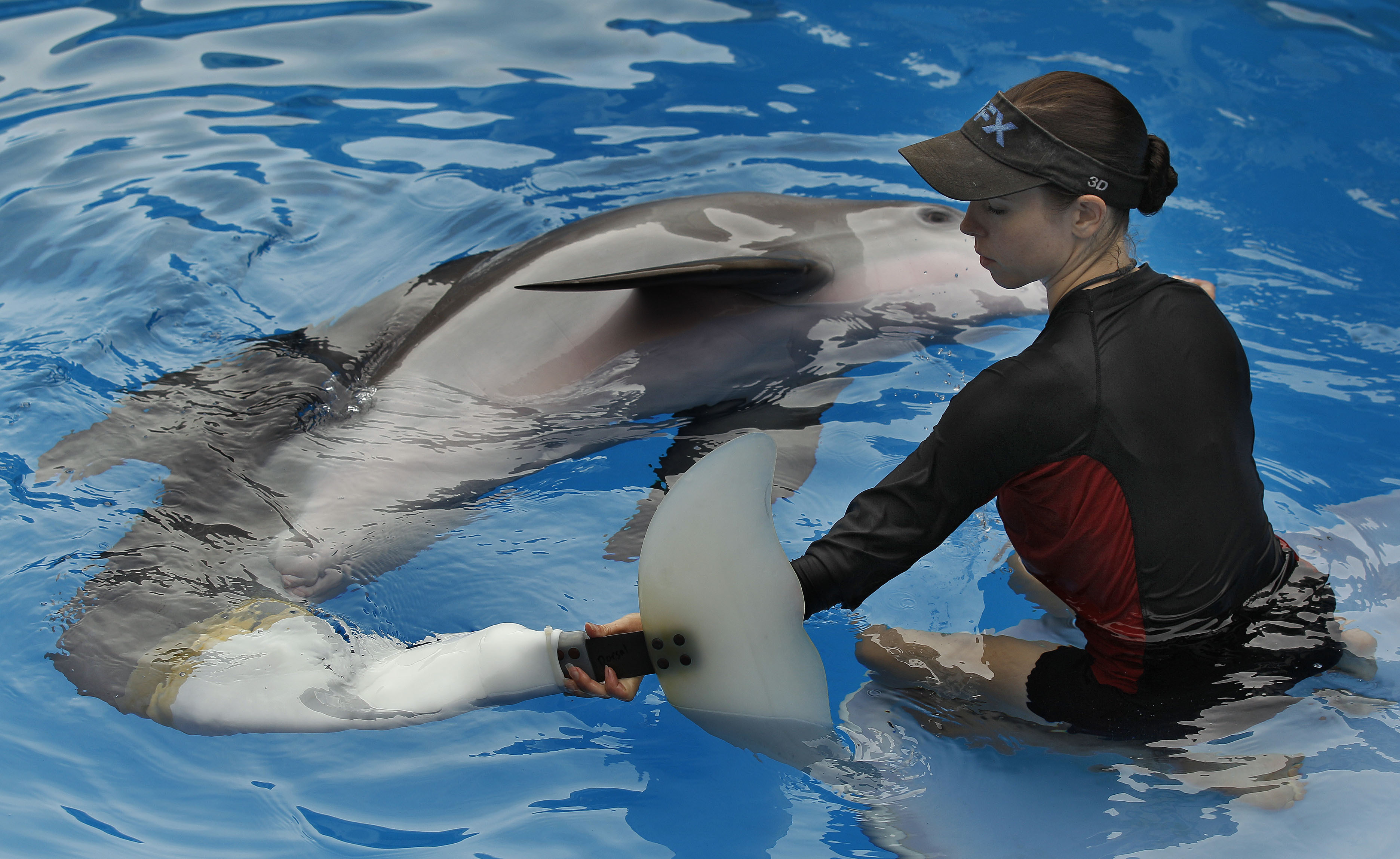 Удовольствие с дельфином. Дельфин Уинтер. Винтер — самка дельфина. Дельфин Винтер 2021. Дельфины спариваются.