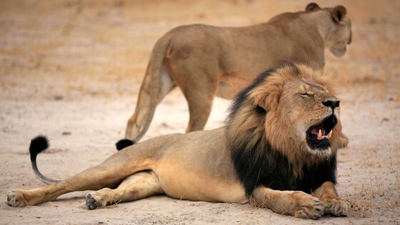 Echoes of Cecil the Lion as Botswana Research Elephant Shot