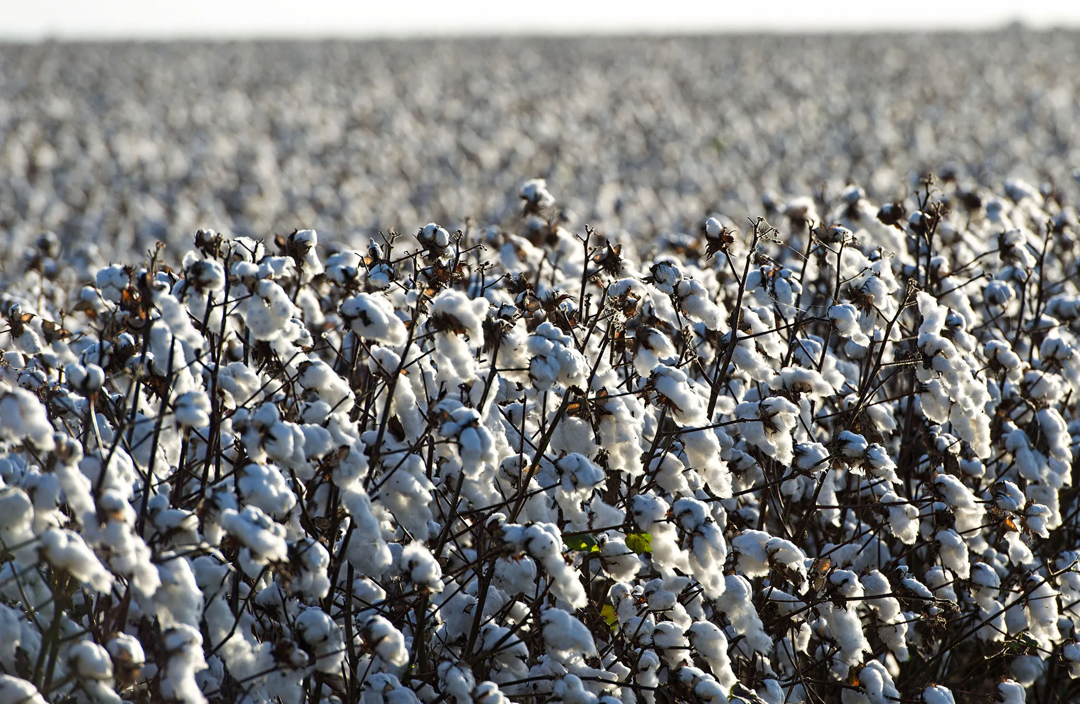 Cotton crops stand at Legacy Farms in the Nueces County of Chapman Ranch, Texas, U.S., on Tuesday, Aug. 23, 2016.
