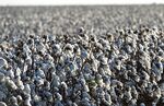 Cotton crops stand at Legacy Farms in the Nueces County of Chapman Ranch, Texas, U.S., on Tuesday, Aug. 23, 2016. The United States Department of Agriculture (USDA) estimates US export sales of 18,500 bales for cotton in 2017-2018.

