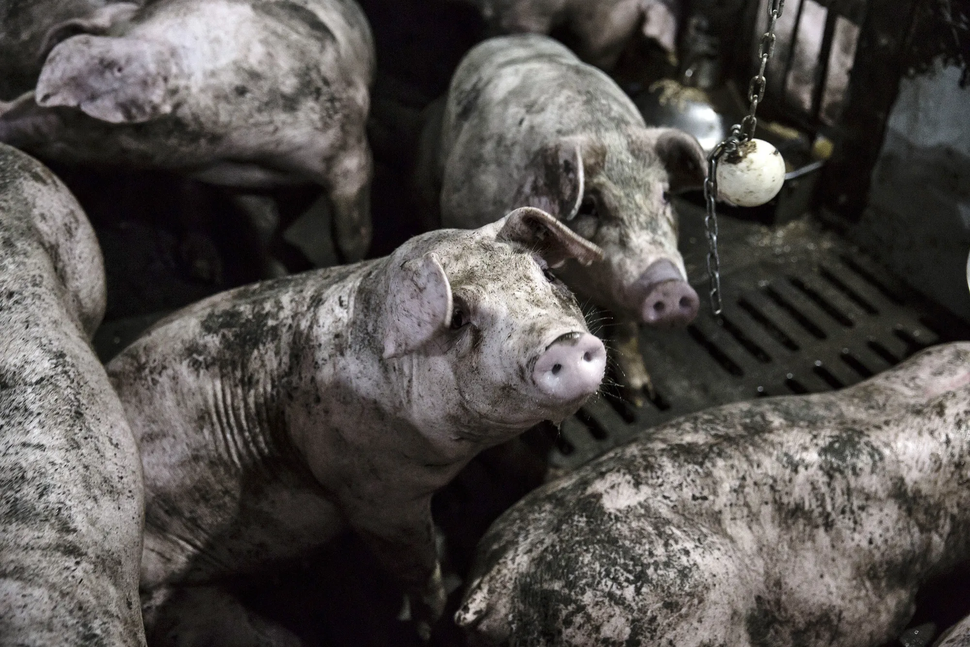 China's Five-Star Pig Pens Are Latest Weapon in the Superbug War